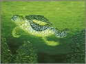 turtle 1x2.tif