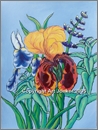 irises 1x2.tif